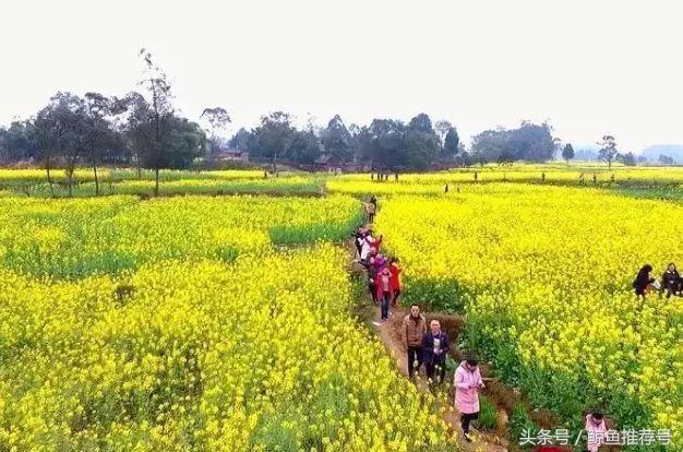 樱花传奇2003年版本 樱花传奇美宁全文免费阅读