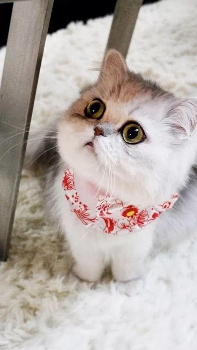 猫咪游戏下载 萌猫游戏