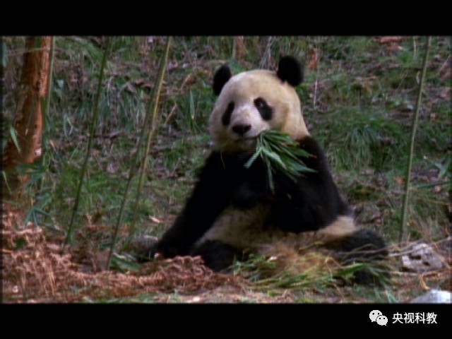 自然传奇老虎 自然传奇老虎女王的征途